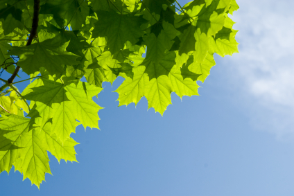 Image of tree leaves near Detailed Dental Care.