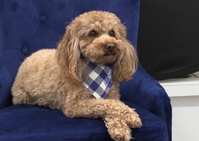 Therapy Dog at Detailed Dental Center