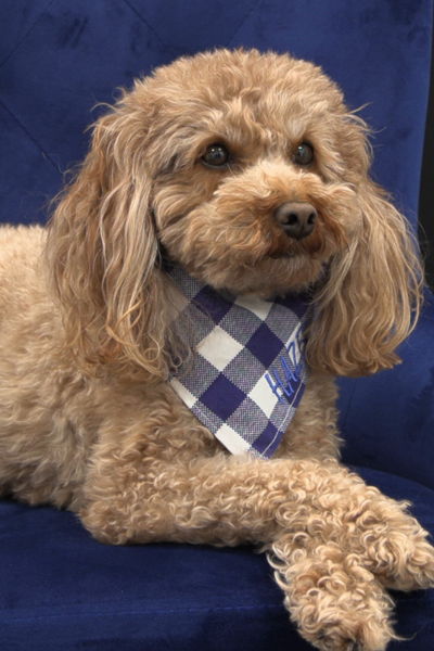 Hazel Therapy Dog